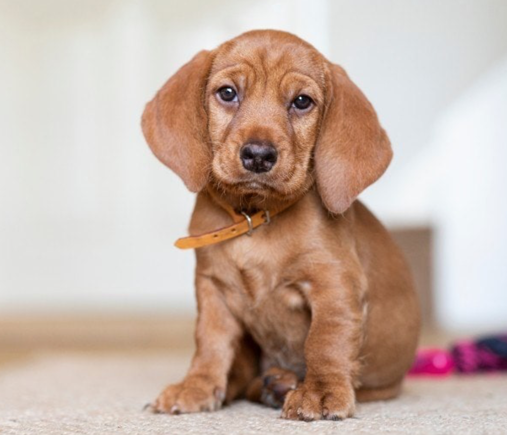 Basset Fauve de Bretagne